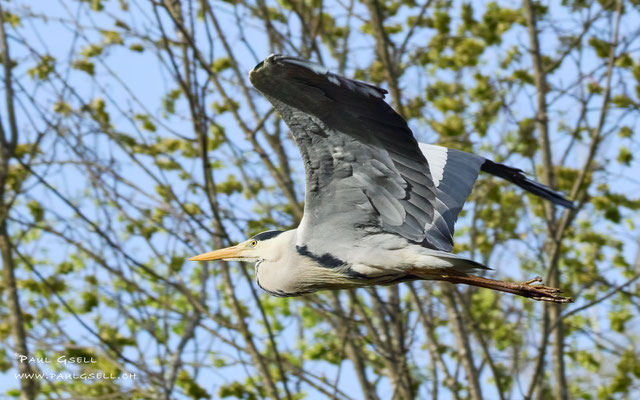 Graureiher - Grey Heron - #8918