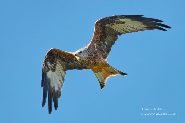 Rotmilan - Red Kite - #4738