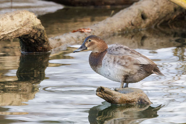 Tafelente Weibchen - Common Pochard Female - #0690