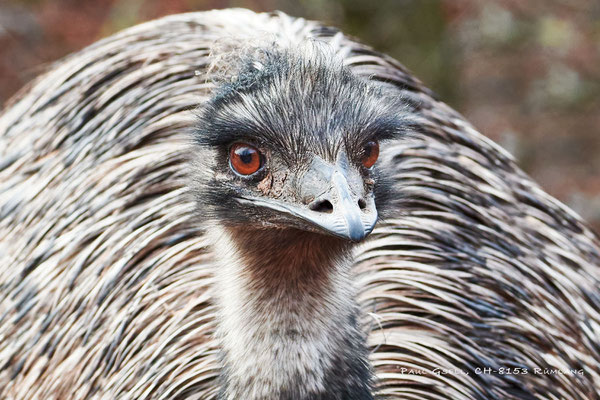 Grosser Emu - Emu - Zoo Zürich - #8644