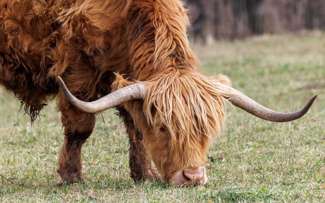 Schottisches Hochlandrind - Highland Cattle - #4932