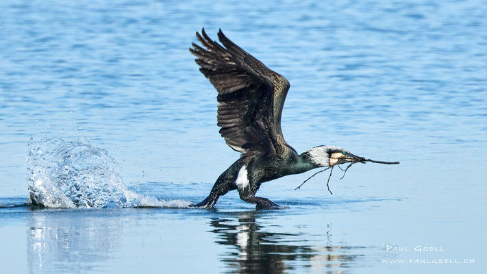 Kormoran - Great Cormorant - #6800