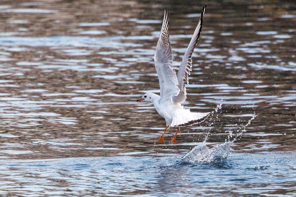 Lachmöwe - Black-headed Gull - #6503