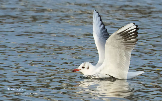 Lachmöwe - Black-headed Gull - #3799