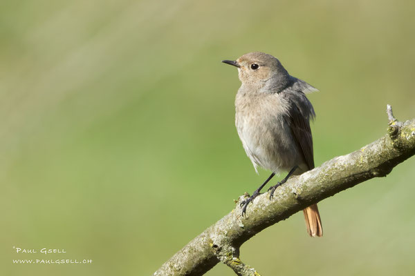 Hausrotschwanz - Black Redstart - #7573