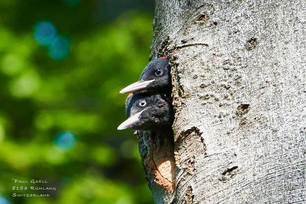 Junge Schwarzspechte - Young Black Woodpeckers - #2564