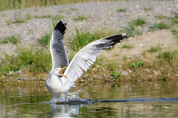 Mittlemeermöwe - Yellow-legged Gull - #8636