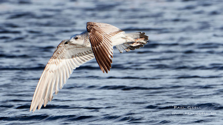 Grossmöwe - Gull - #1084