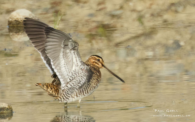 Bekassine - Common Snipe - #7234