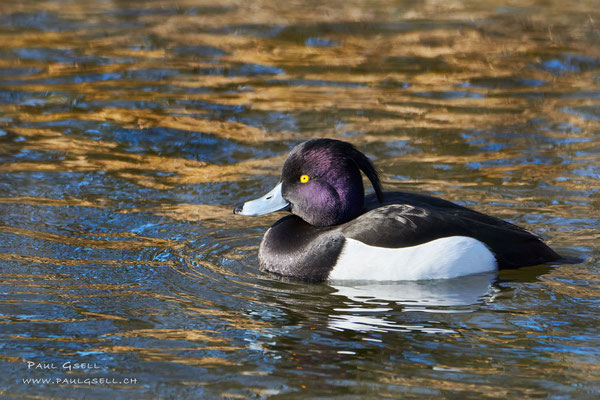 Reiherente Männchen - Tufted Duck Male - #2977