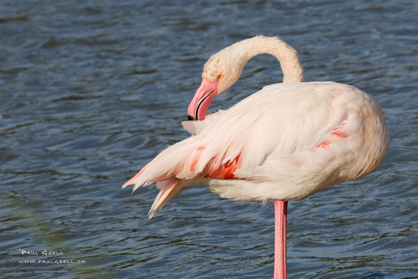 Flamingo - #0737