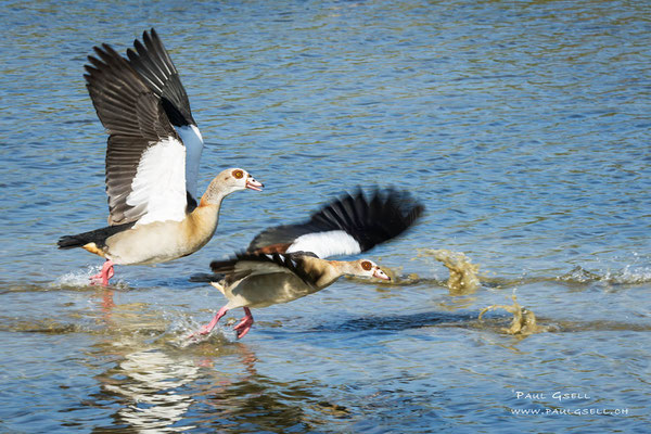 Nilgänse - Egyptian Geese - #5516