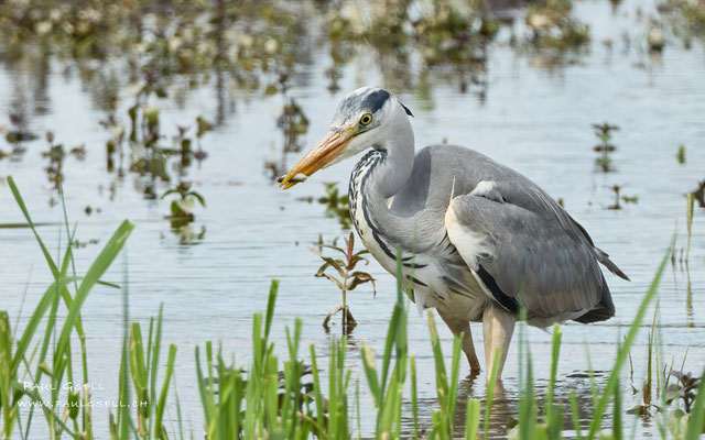 Graureiher - Grey Heron - #0892