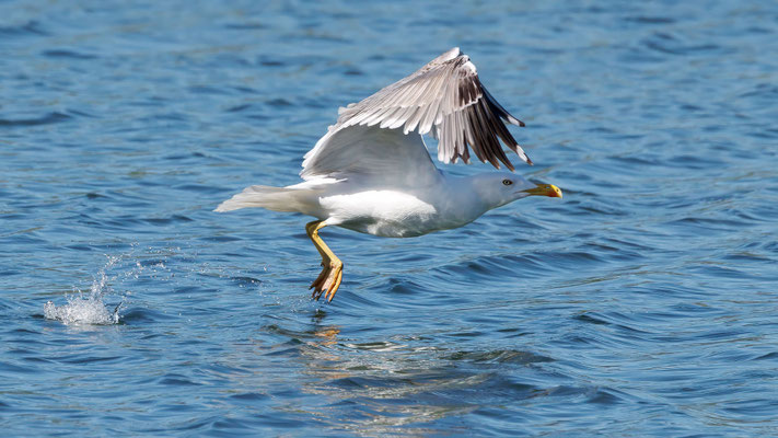 Mittelmeermöwen - Yellow-legged Gull - #7797