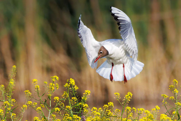 Lachmöwe - Black-headed Gull - #9480