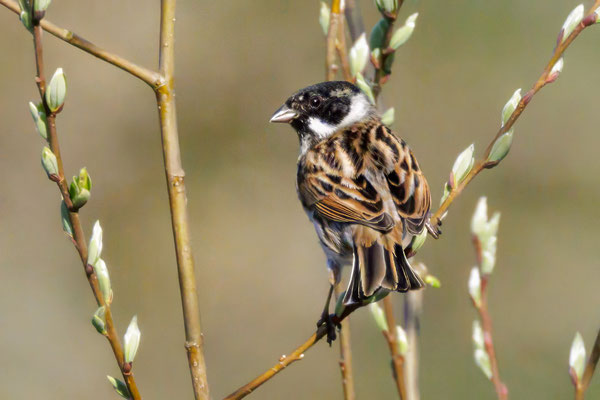Rohrammer - Reed Bunting - #9840