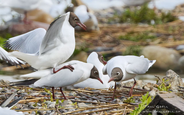 Lachmöwen - Black-headed Gulls - #9970