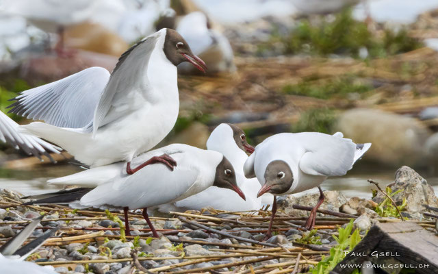 Lachmöwen - Black-headed Gulls - #9970