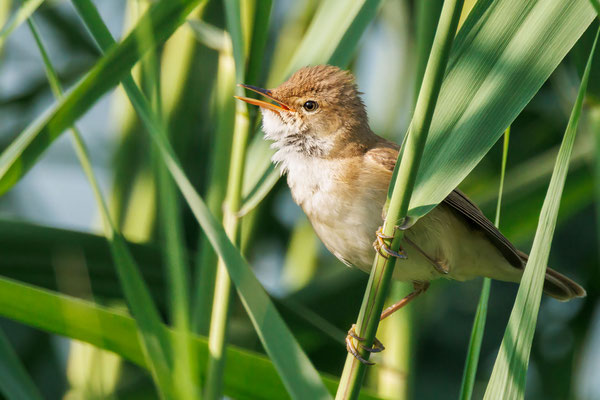 Teichrohrsänger - Reed Warbler - #7369
