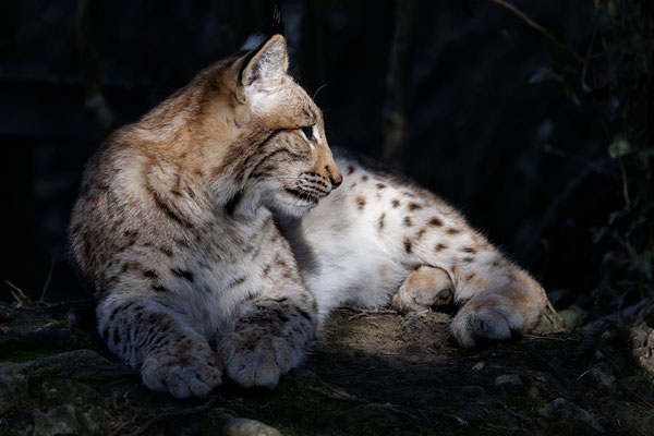 Luchs - Lynx - #2524
