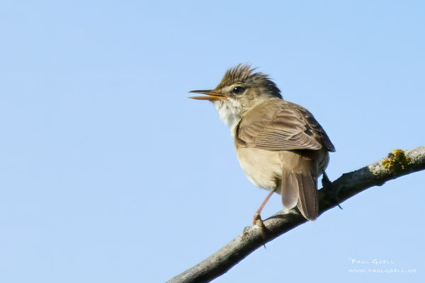 Sumpfrohrsänger - Marsh Warbler - #2716