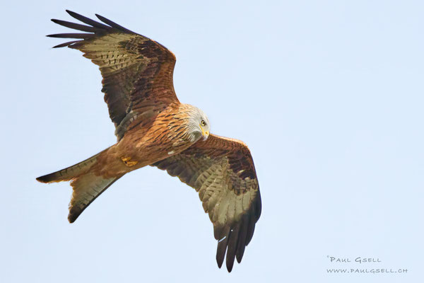 Rotmilan - Red Kite - #1173