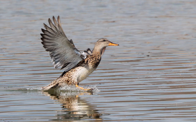 Schnatterente - Gadwall - #1219