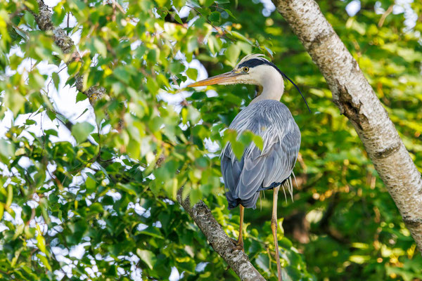 Graureiher - Grey Heron - #4102