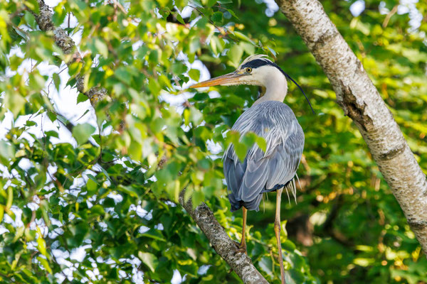 Graureiher - Grey Heron - #4102