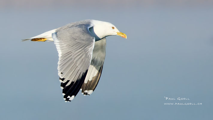 Mittelmeermöwen - Yellow-legged Gulls - #7669