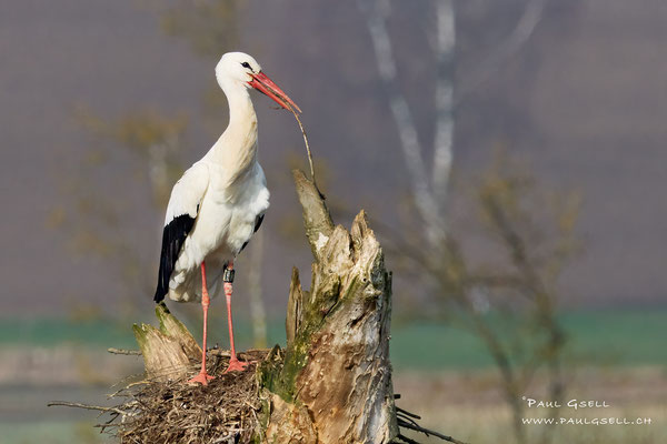 Weißstörche - White Storks - #7188