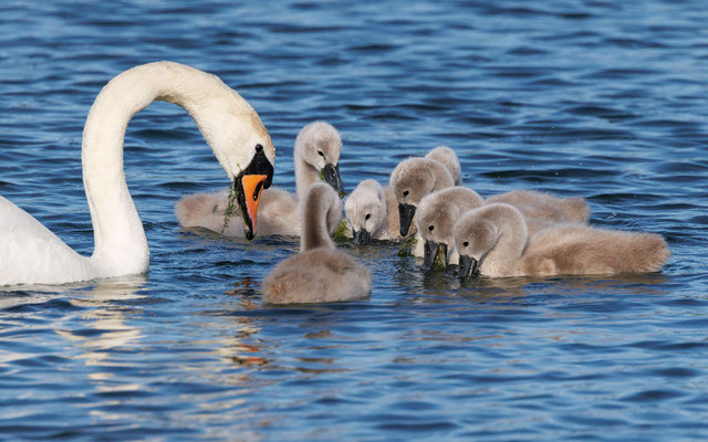 Höckerschwan mit Küken - Mute Swan with Chicks - #9718