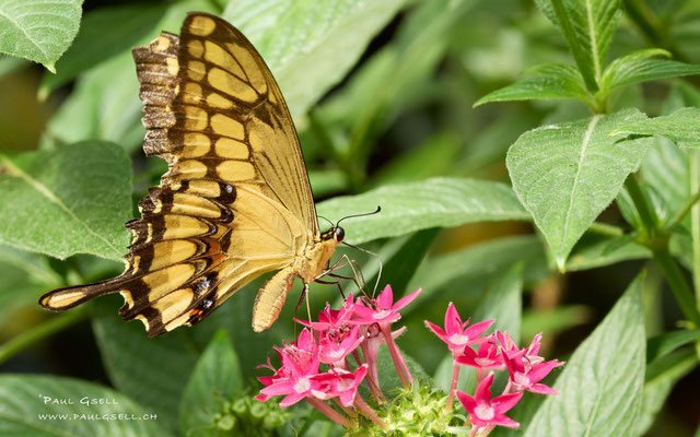 Königs Page - Paiplio Thoas - im Papiliorama Kerzers