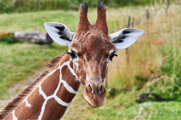 Netzgiraffe (Giraffa Reticulata) im Zoo Zürich - #0873
