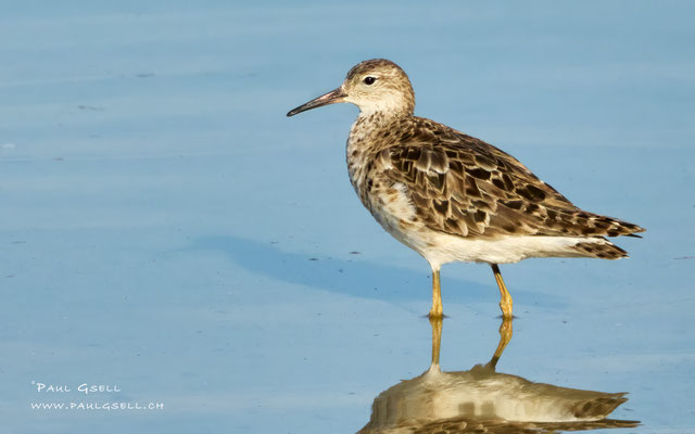 Kampfläufer - Ruff - #8602