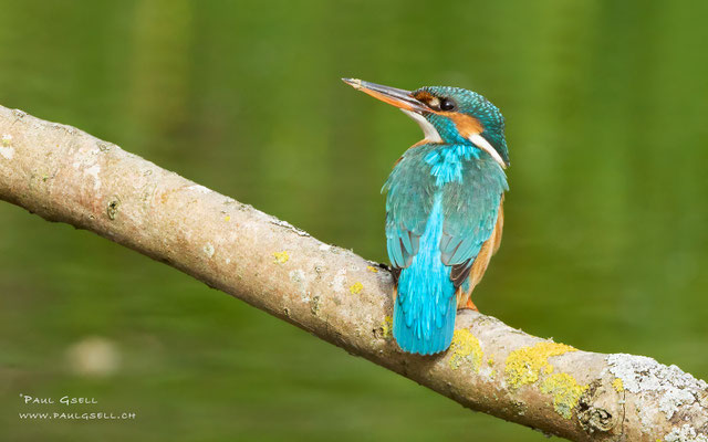 Eisvogel Weibchen - Kingfisher Female - #0495