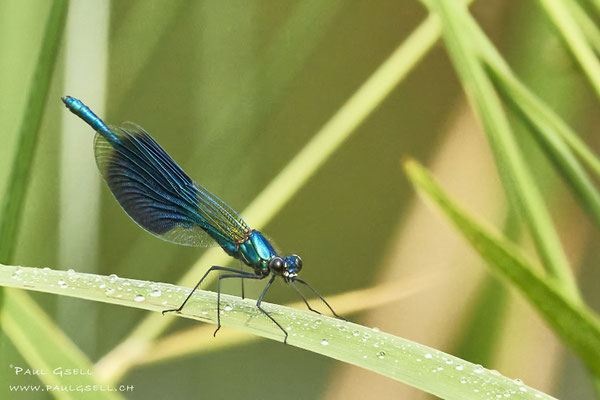 Gebänderte Prachtlibelle - Banded Demoiselle - #2538