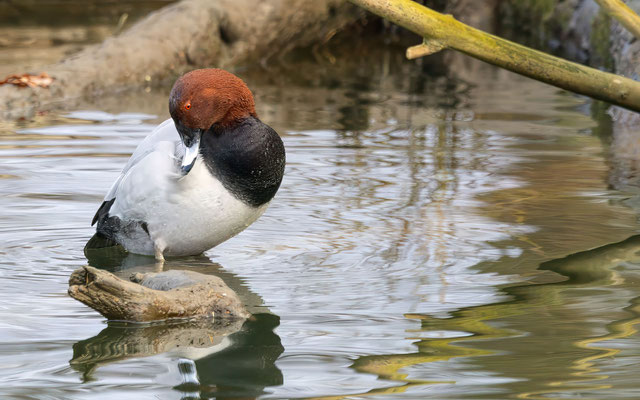 Tafelente Männchen - Common Pochard Male - #0673