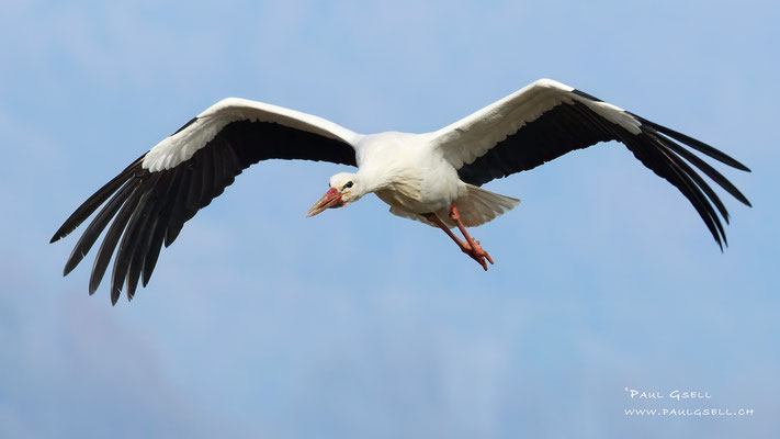 Weißstorch - White Stork - #7162
