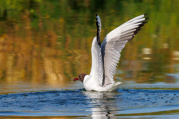 Lachmöwe - Black-headed Gull - #0755