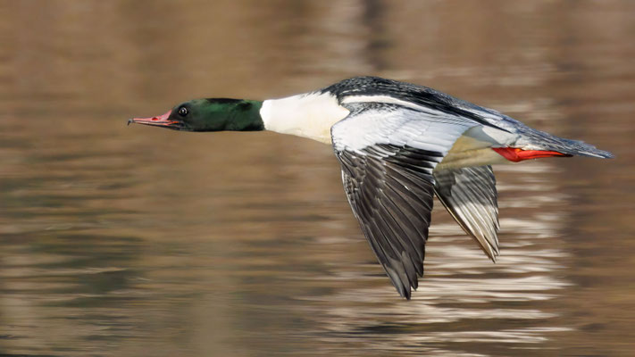Gänsesäger - Common Merganser - #8124