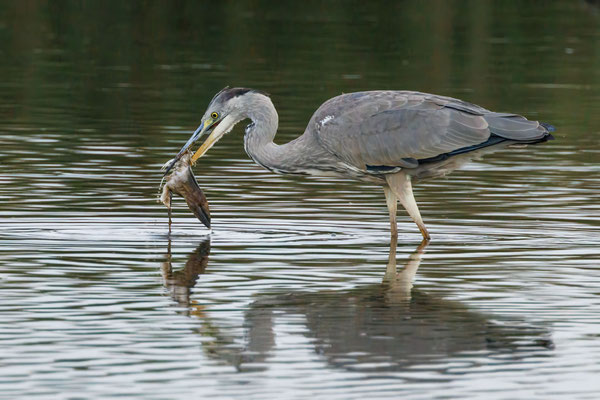 Graureiher - Grey Heron - #5302