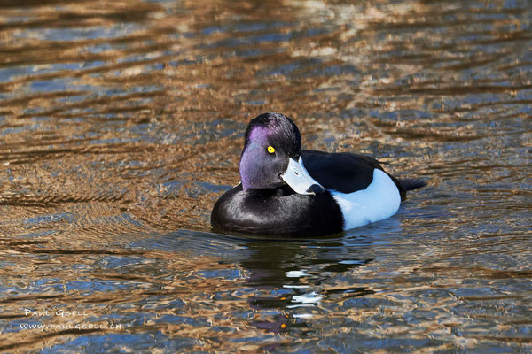 Reiherente Männchen - Tufted Duck Male - #2917
