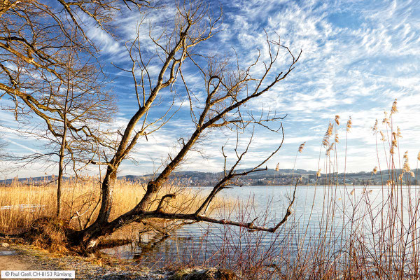 Pfäffikersee