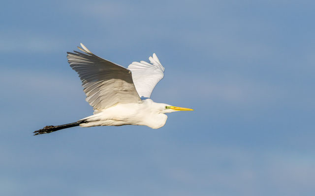 Silberreiher - Great White Egret - #2402