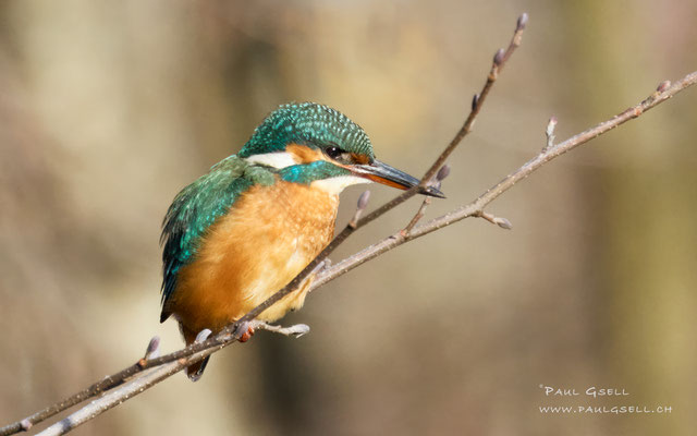Eisvogel Weibchen - Kingfisher female - #1992