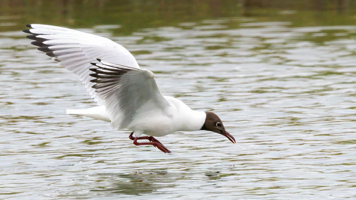 Lachmöwe - Black-headed Gull - #7974