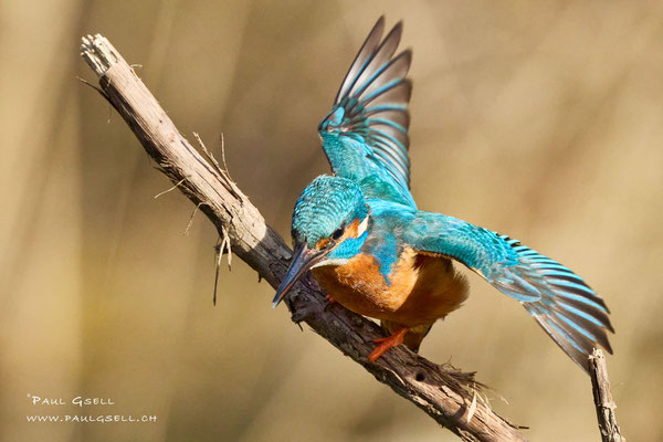 Eisvogel - Kingfisher - #4787
