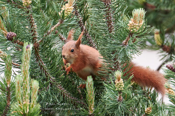 Eichhörnchen - Squirrel - #8312