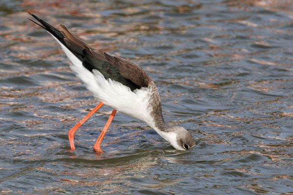 Stelzenläufer - Black-winged Stilt - #0765